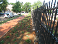 Grounds--Plantings along E Street SE looking west outside the fence - July 9, 2011